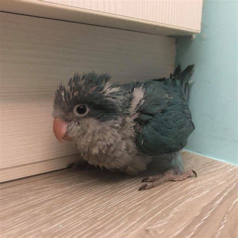 月輪鸚鵡飼養方法|第一次養鳥就上手！各種鸚鵡特點怎麼選？獸醫師：新。